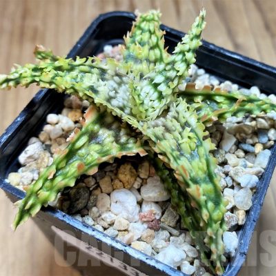 SH22133 Aloe TCT hybrid