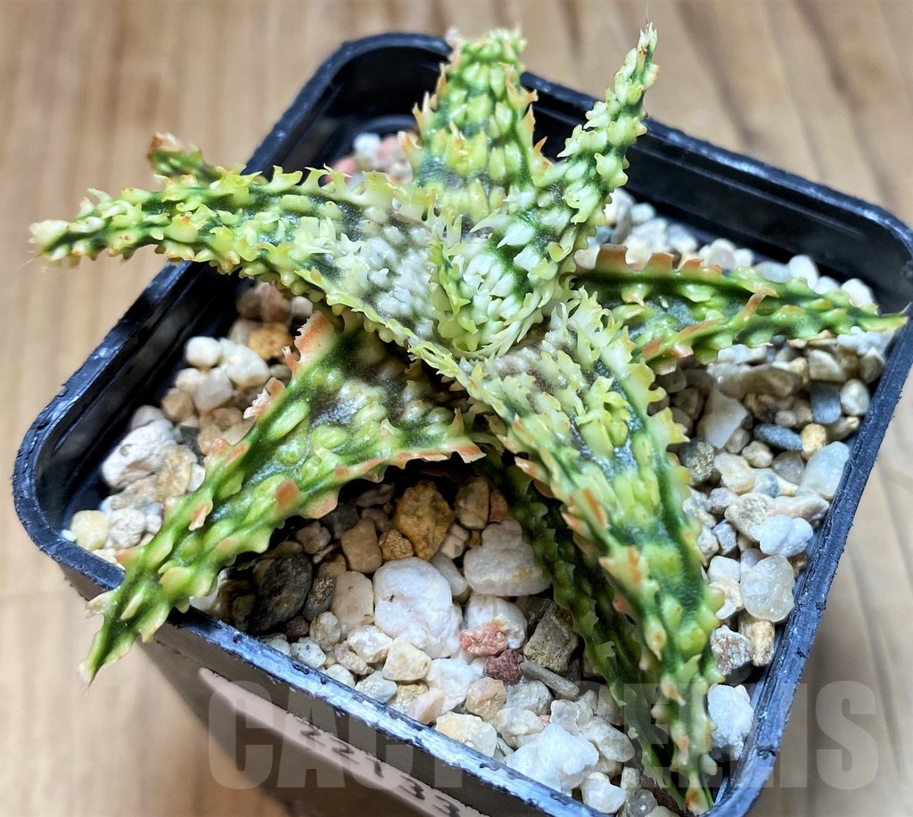 SH22133 Aloe TCT hybrid