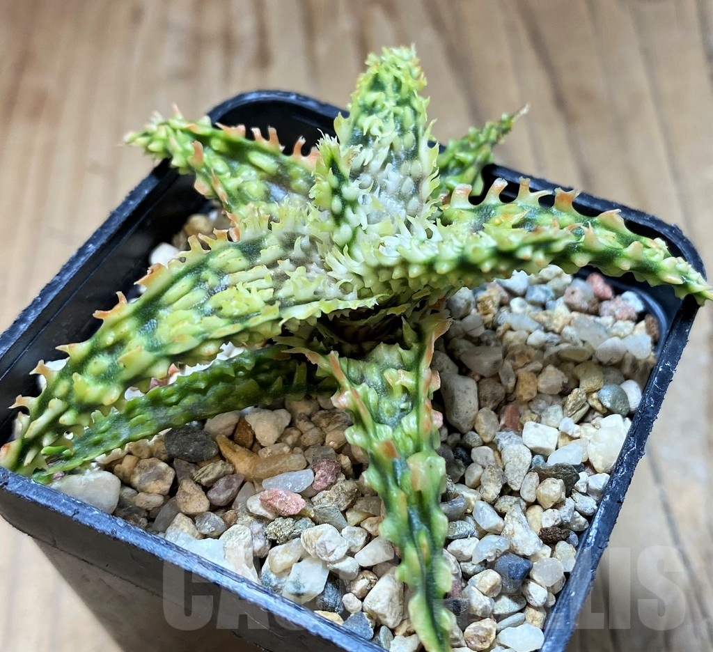 SH22133 Aloe TCT hybrid - Image 2