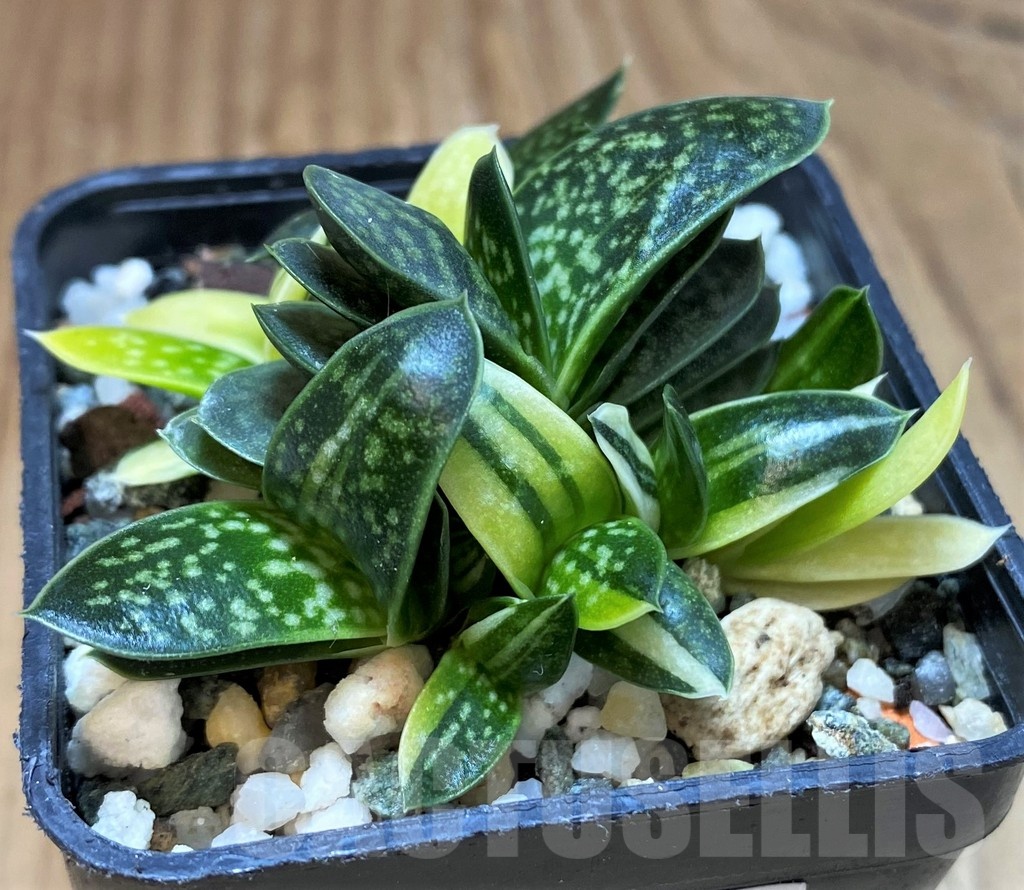 SH22135 Gasteria maculata f. variegata