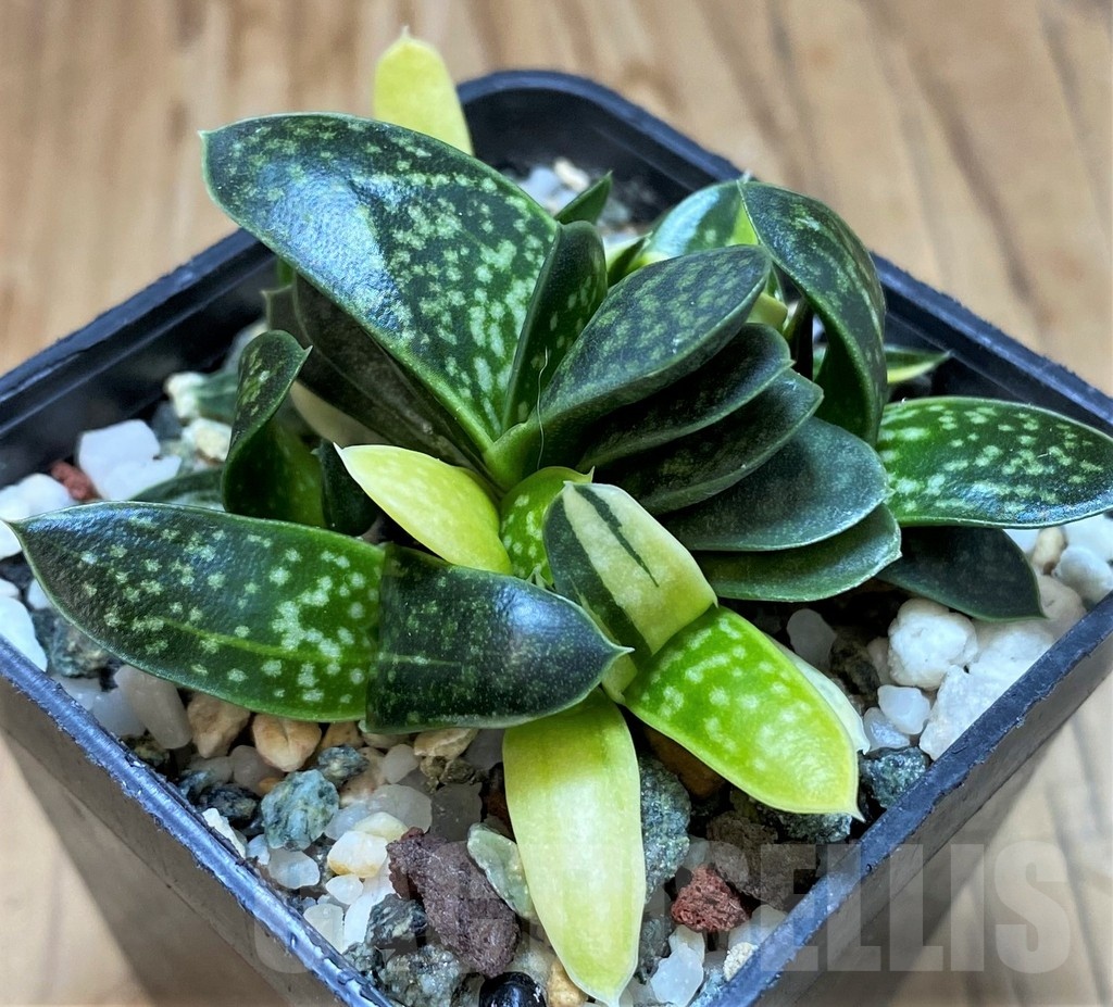 SH22135 Gasteria maculata f. variegata - Image 2