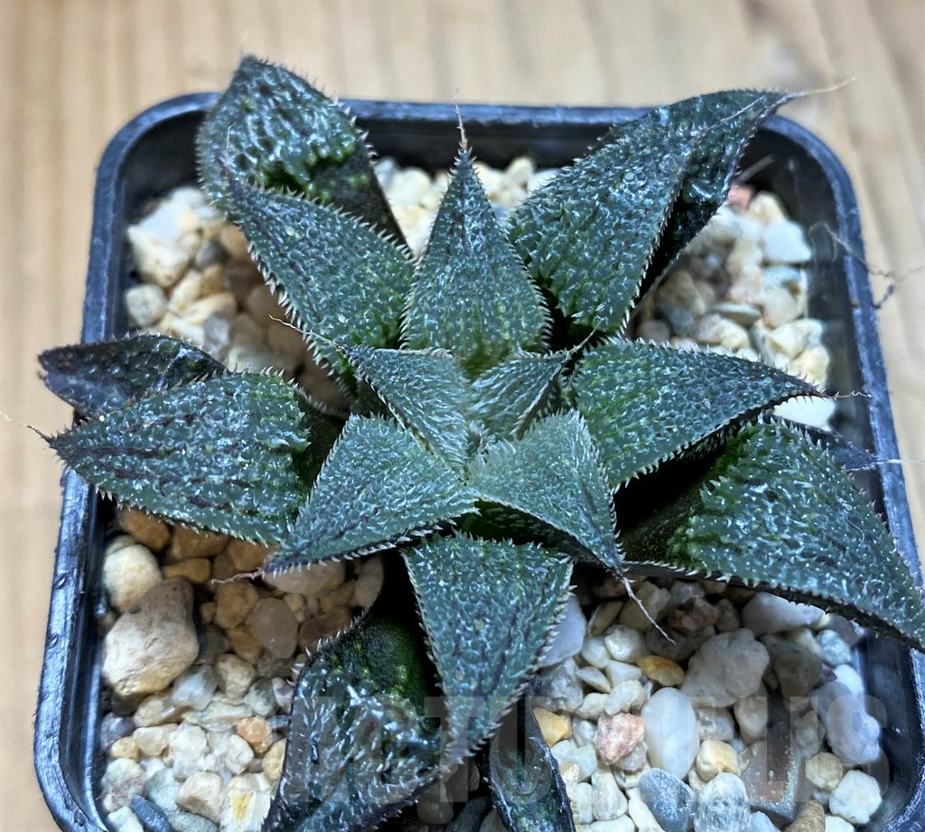 SH22139 Haworthia mirabilis v. pilosa