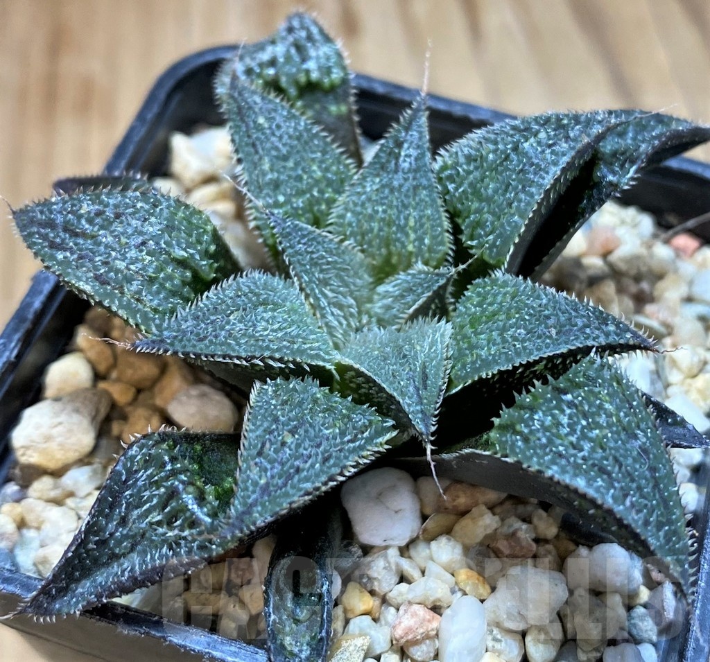 SH22139 Haworthia mirabilis v. pilosa - Image 2