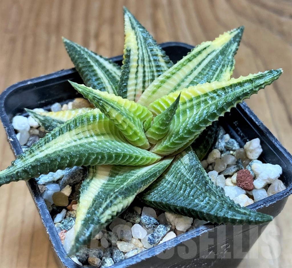 SH22142 Haworthia limifolia f. variegata
