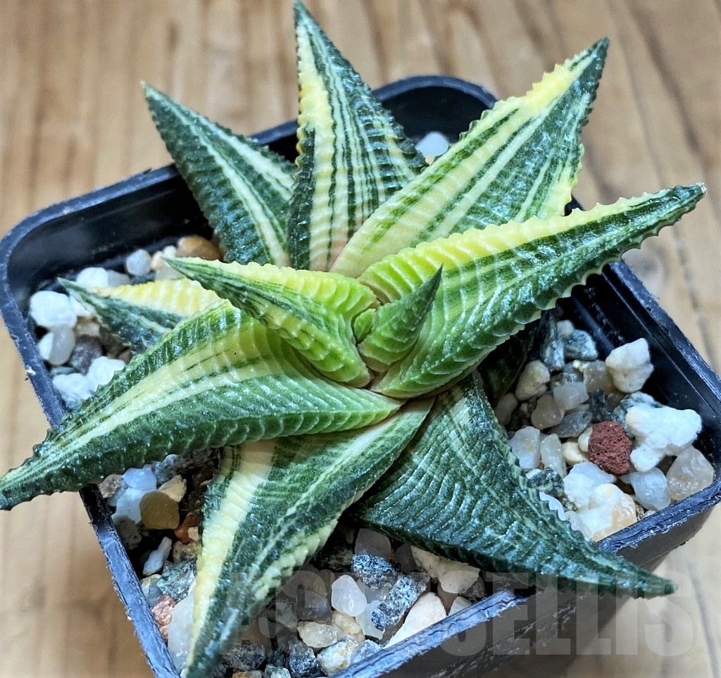 SH22142 Haworthia limifolia f. variegata - Image 2