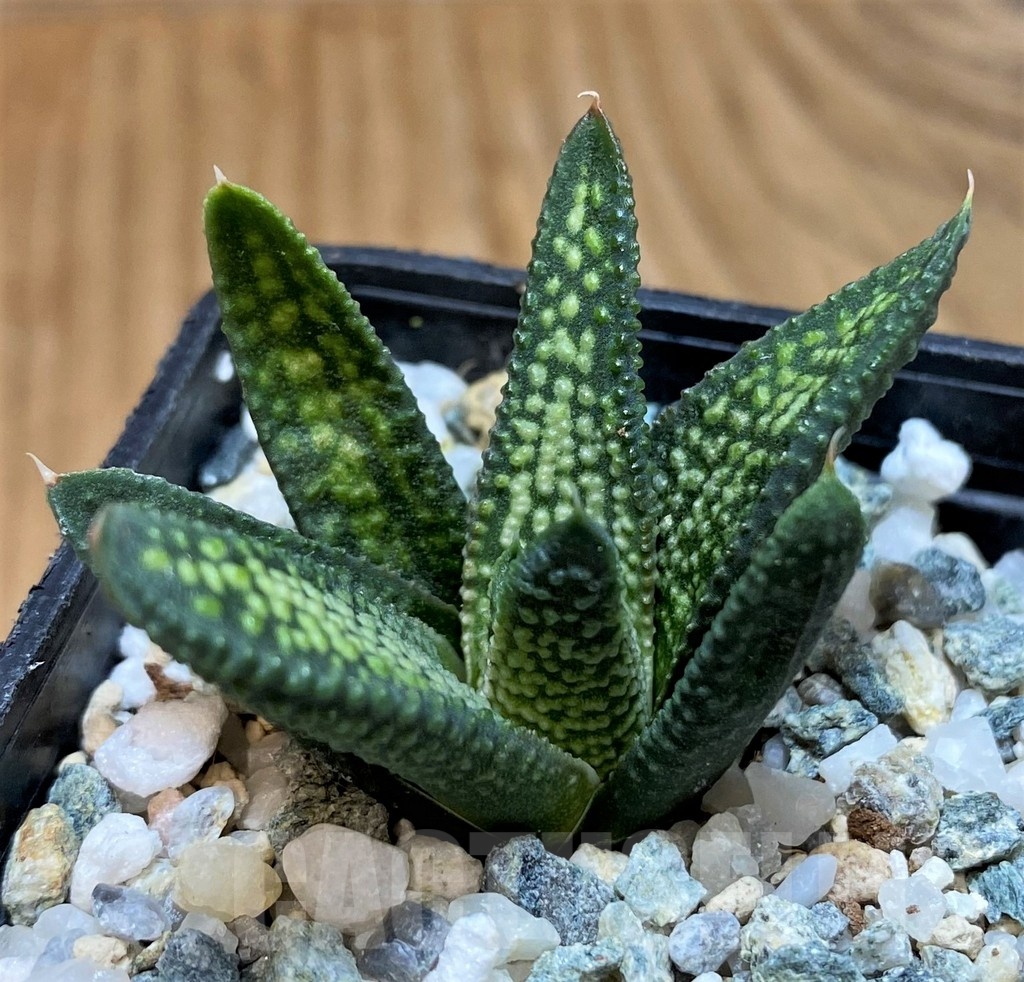 SH22143 Haworthia pumila x koelmaniorum