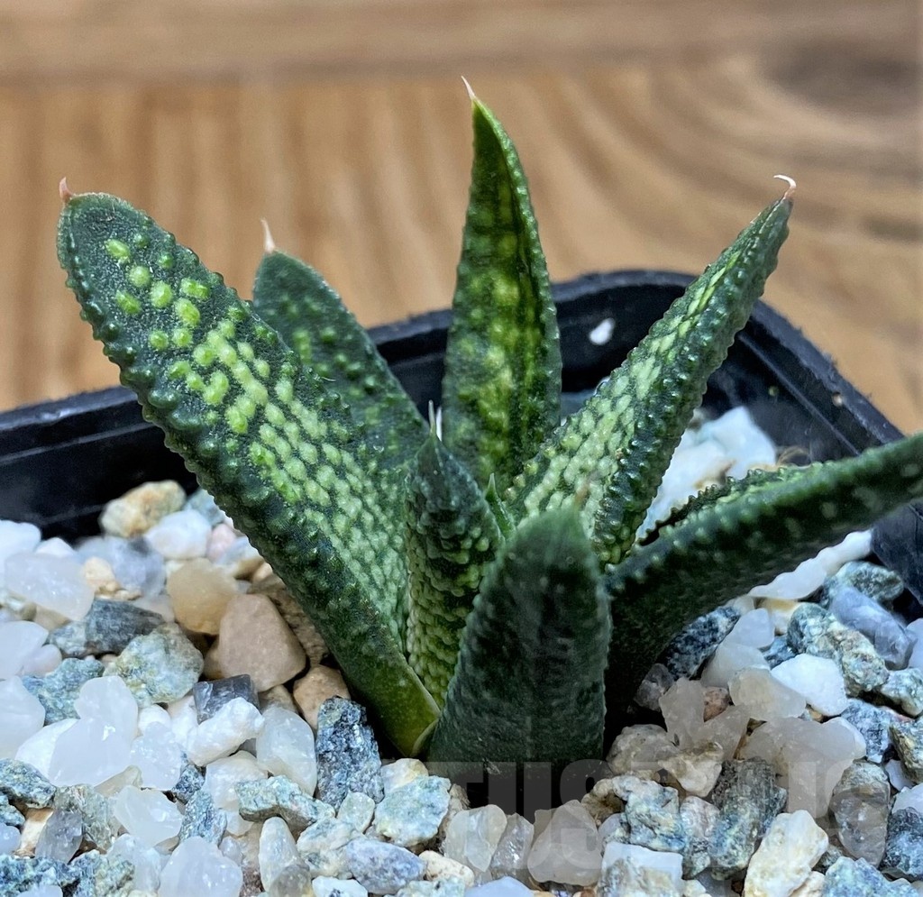 SH22143 Haworthia pumila x koelmaniorum - Image 2