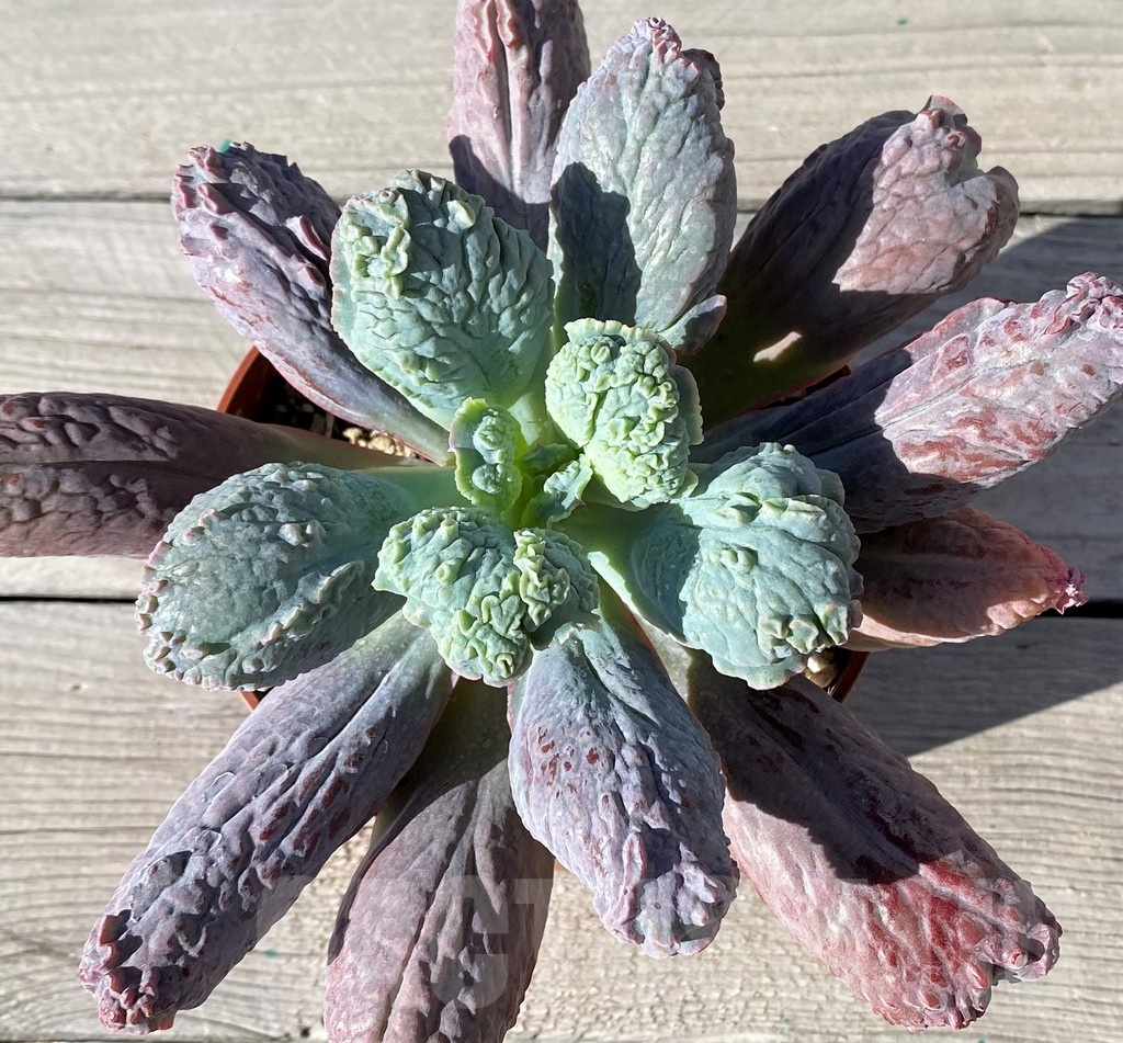 SH22105 Echeveria ‘Linguas’ - Image 2