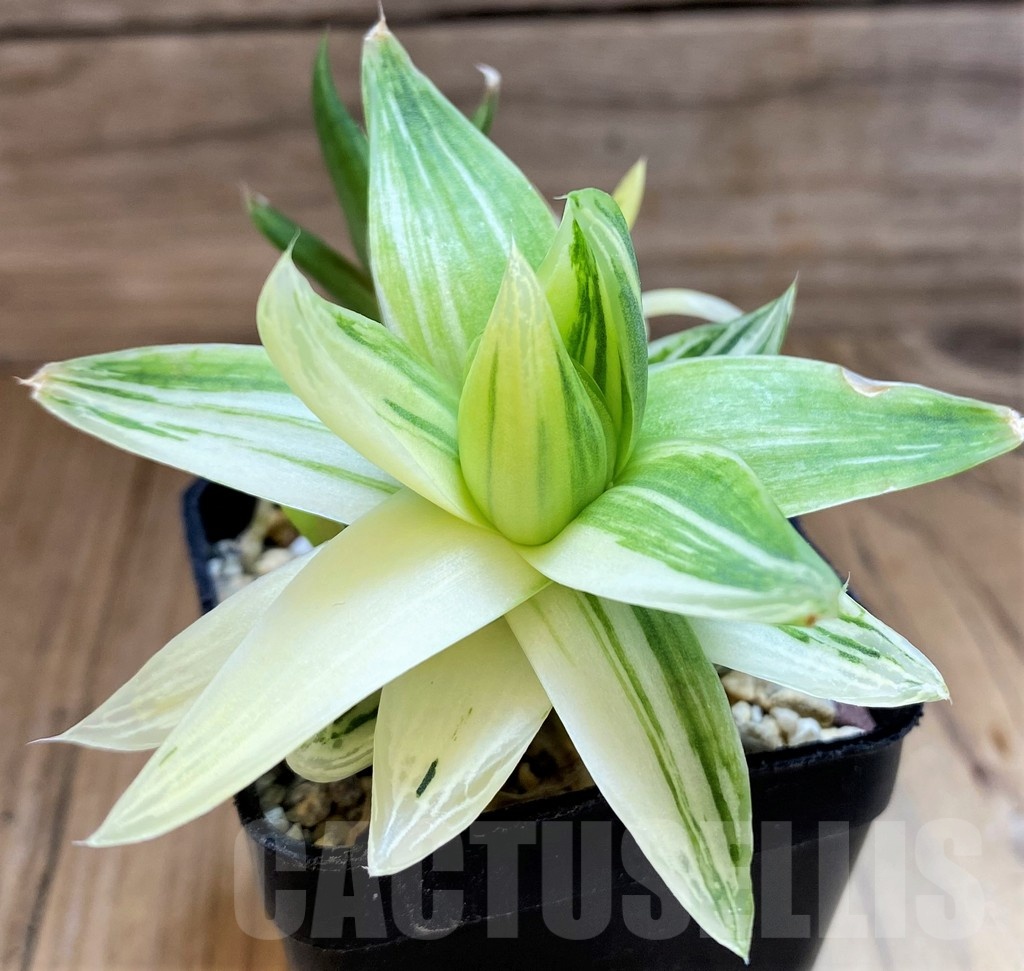 SH22148 Haworthia cymbiformis f. variegata - Image 3