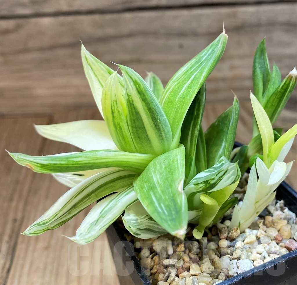 SH22148 Haworthia cymbiformis f. variegata - Image 2