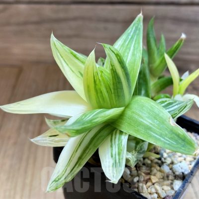 SH22148 Haworthia cymbiformis f. variegata