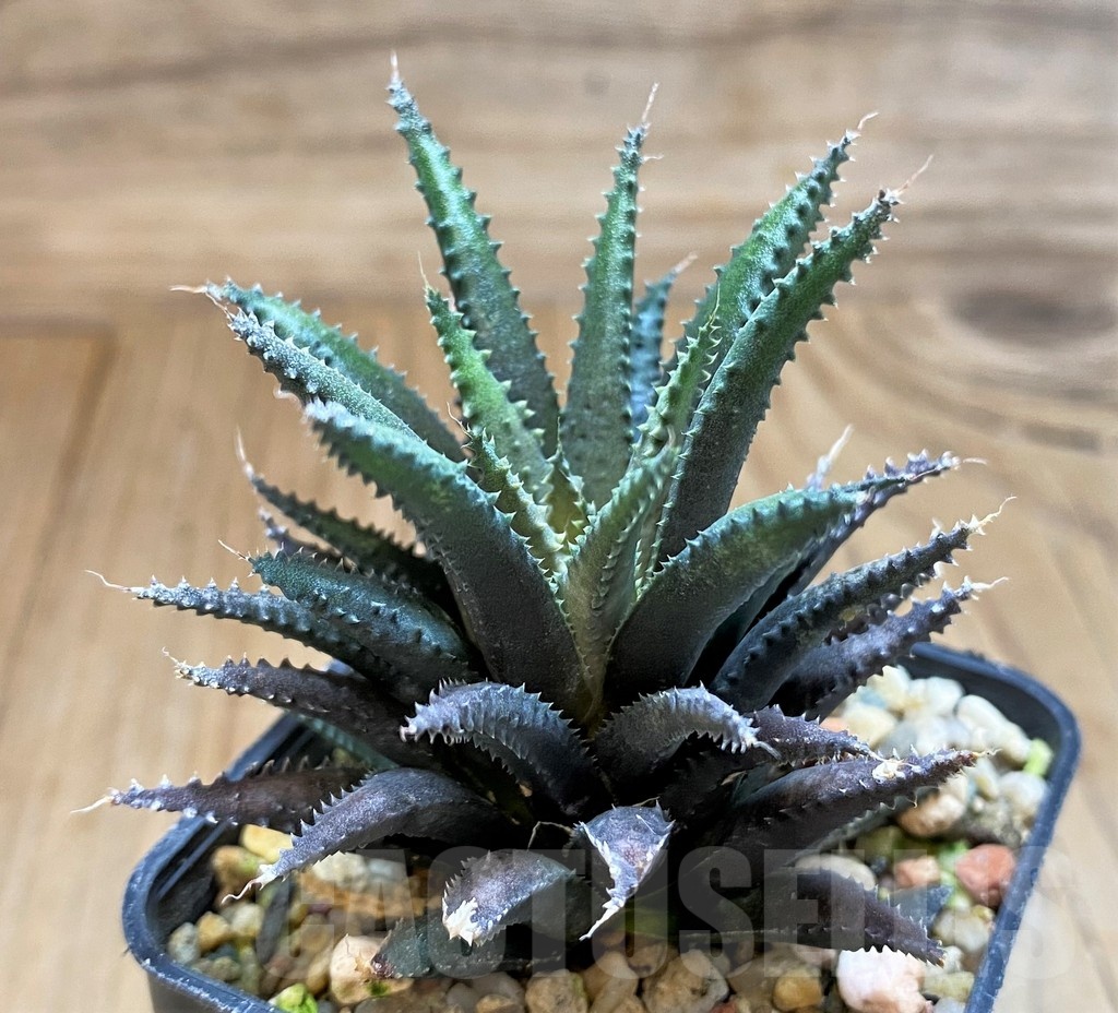 SH22150 Haworthia chloracantha v. subglauca - Image 3