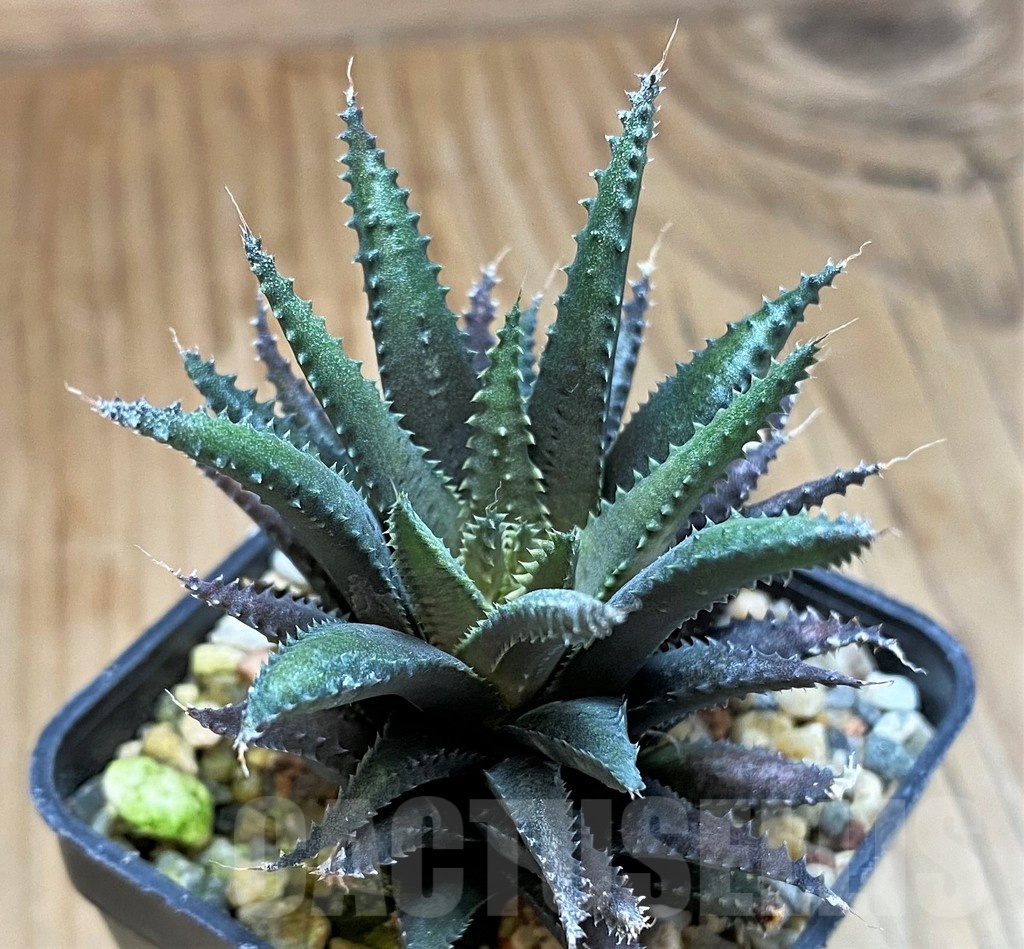 SH22150 Haworthia chloracantha v. subglauca - Image 2