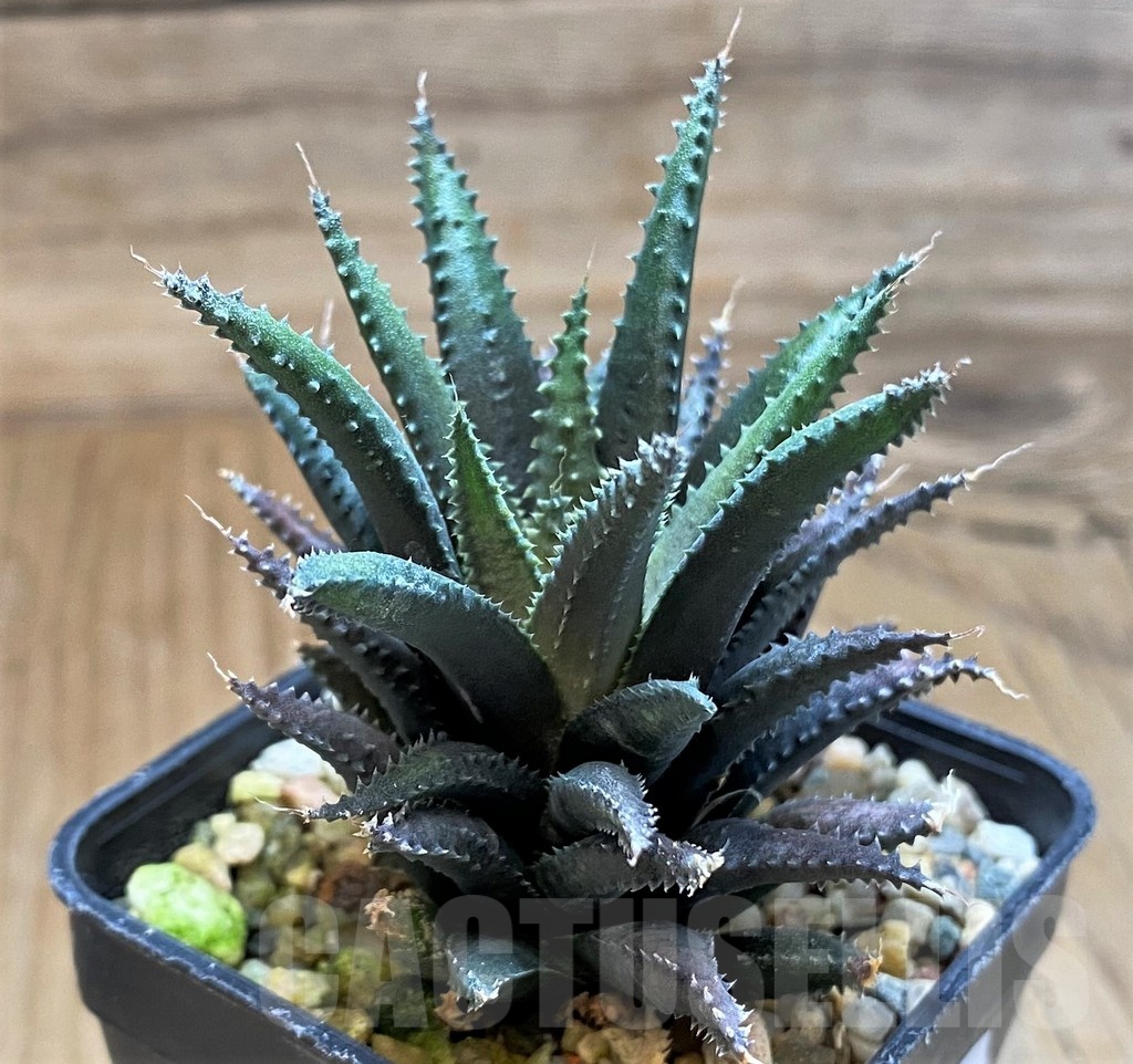 SH22150 Haworthia chloracantha v. subglauca