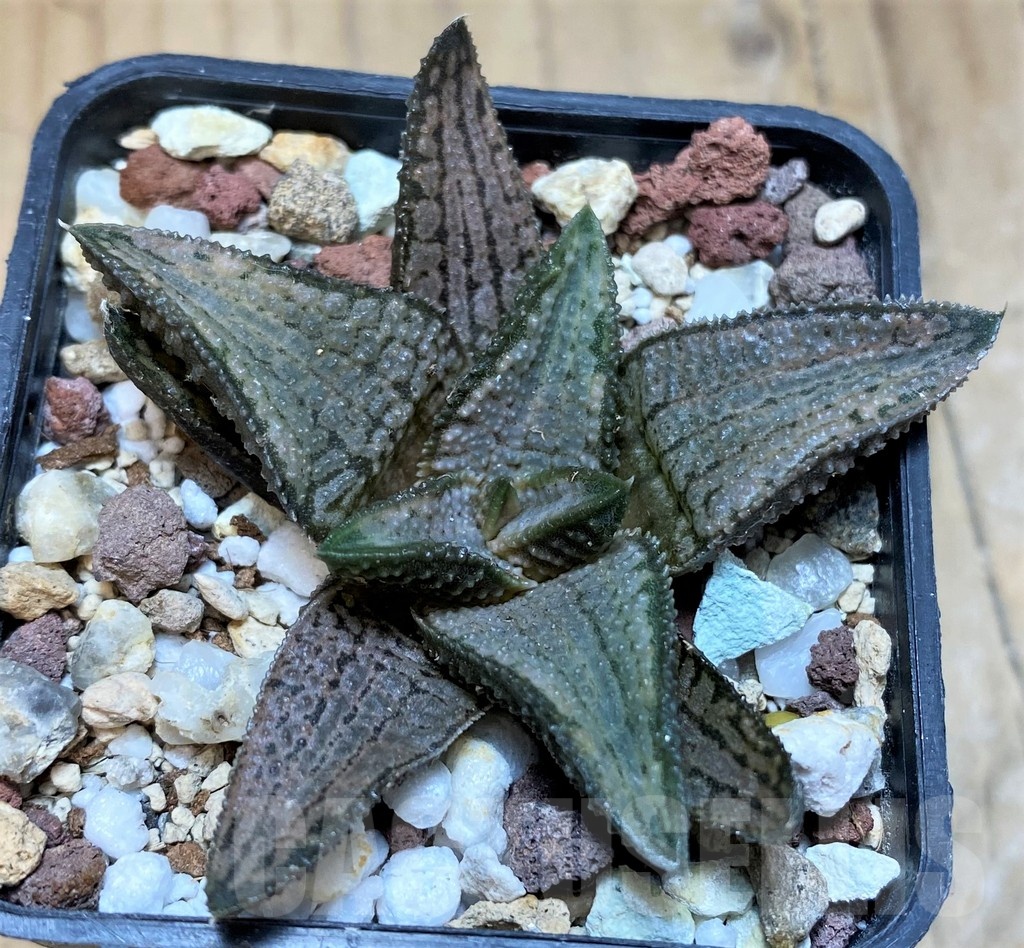 SH22151 Haworthia koelmaniorum 'Silver Tarantula'