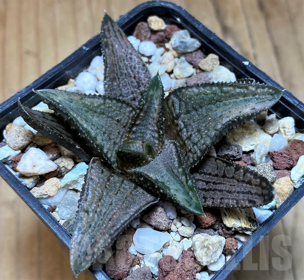 SH22151 Haworthia koelmaniorum 'Silver Tarantula' - Image 2
