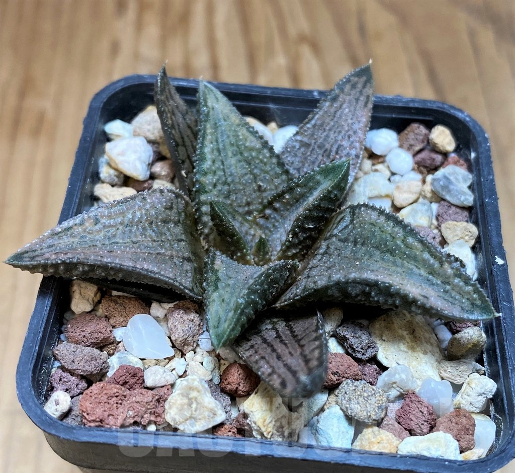 SH22151 Haworthia koelmaniorum 'Silver Tarantula' - Image 3