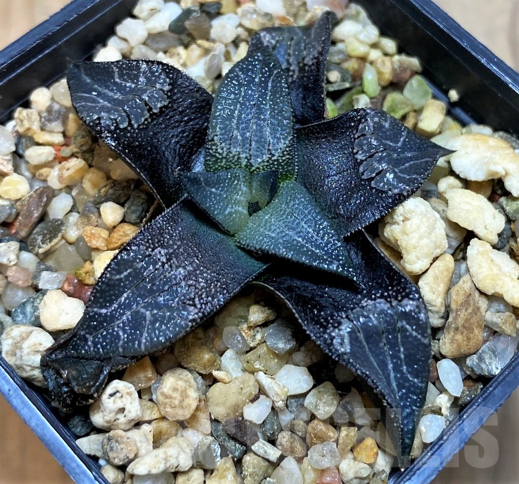 SH22154 Haworthia marxii hybrid - Image 2
