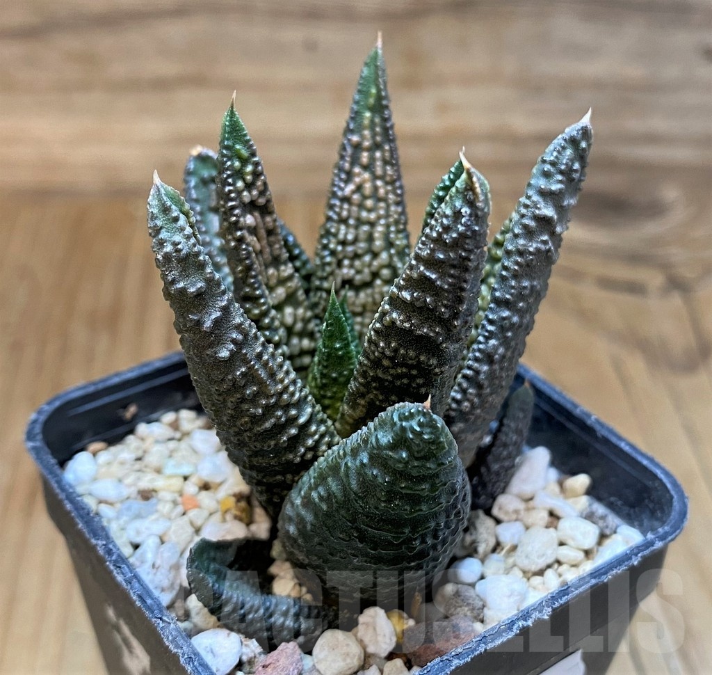 SH22157 Haworthia 'Marble Queen' - Image 2