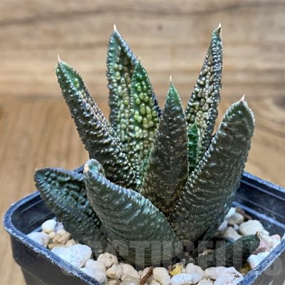 SH22157 Haworthia 'Marble Queen'