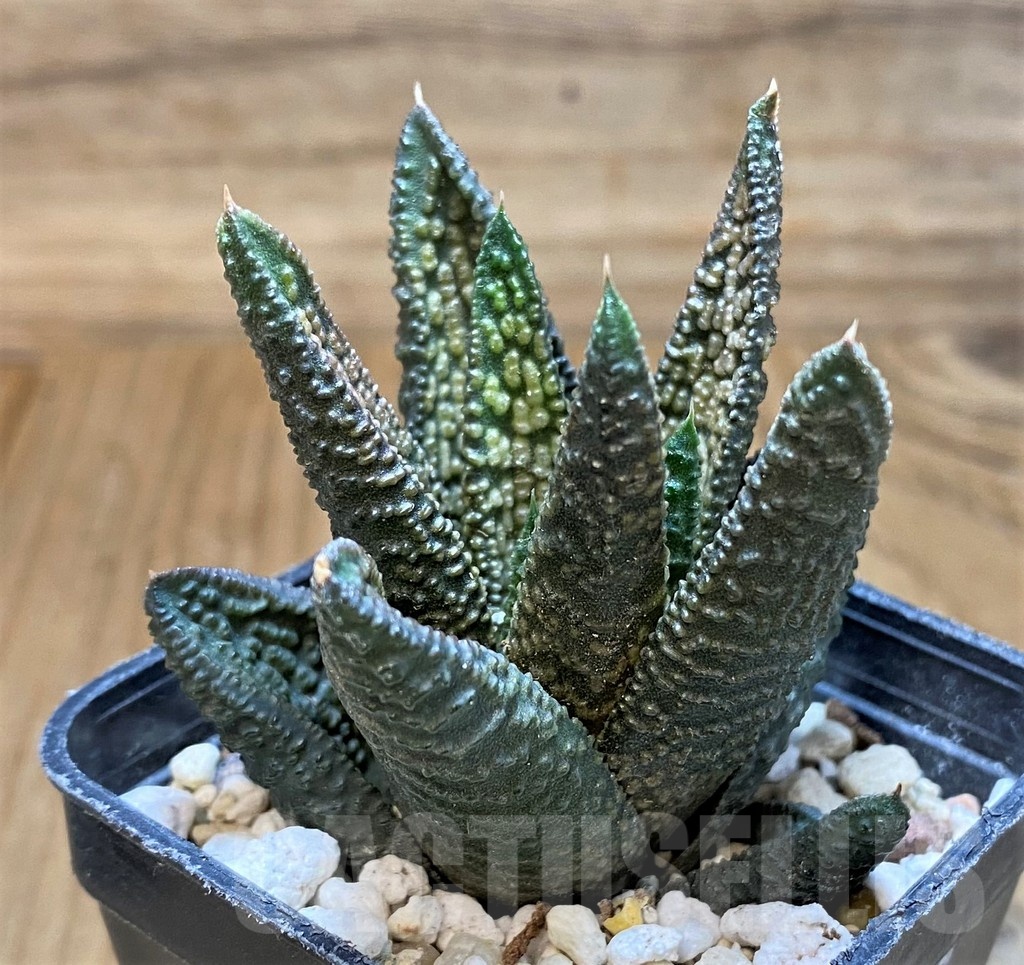 SH22157 Haworthia 'Marble Queen'