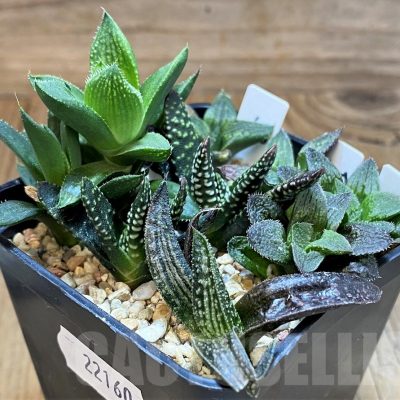 SH22160 Haworthia mix