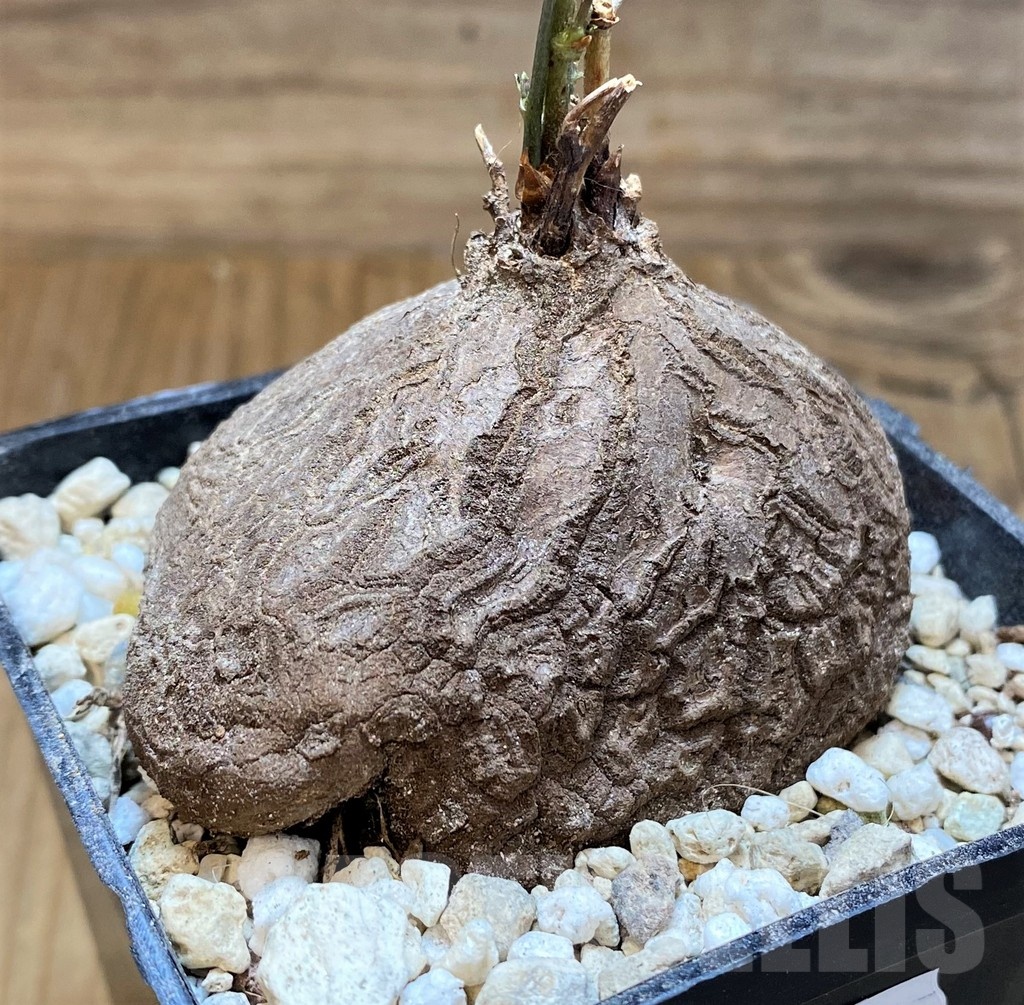 SH22161 Dioscorea sylvatica - Image 2