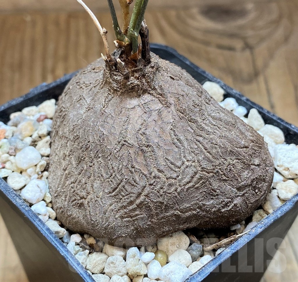 SH22161 Dioscorea sylvatica