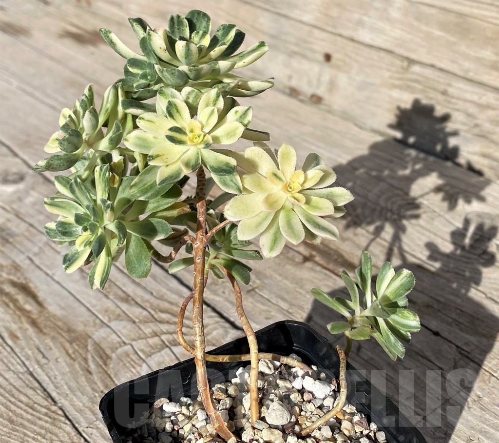 SH22101 Aeonium castello - Image 2