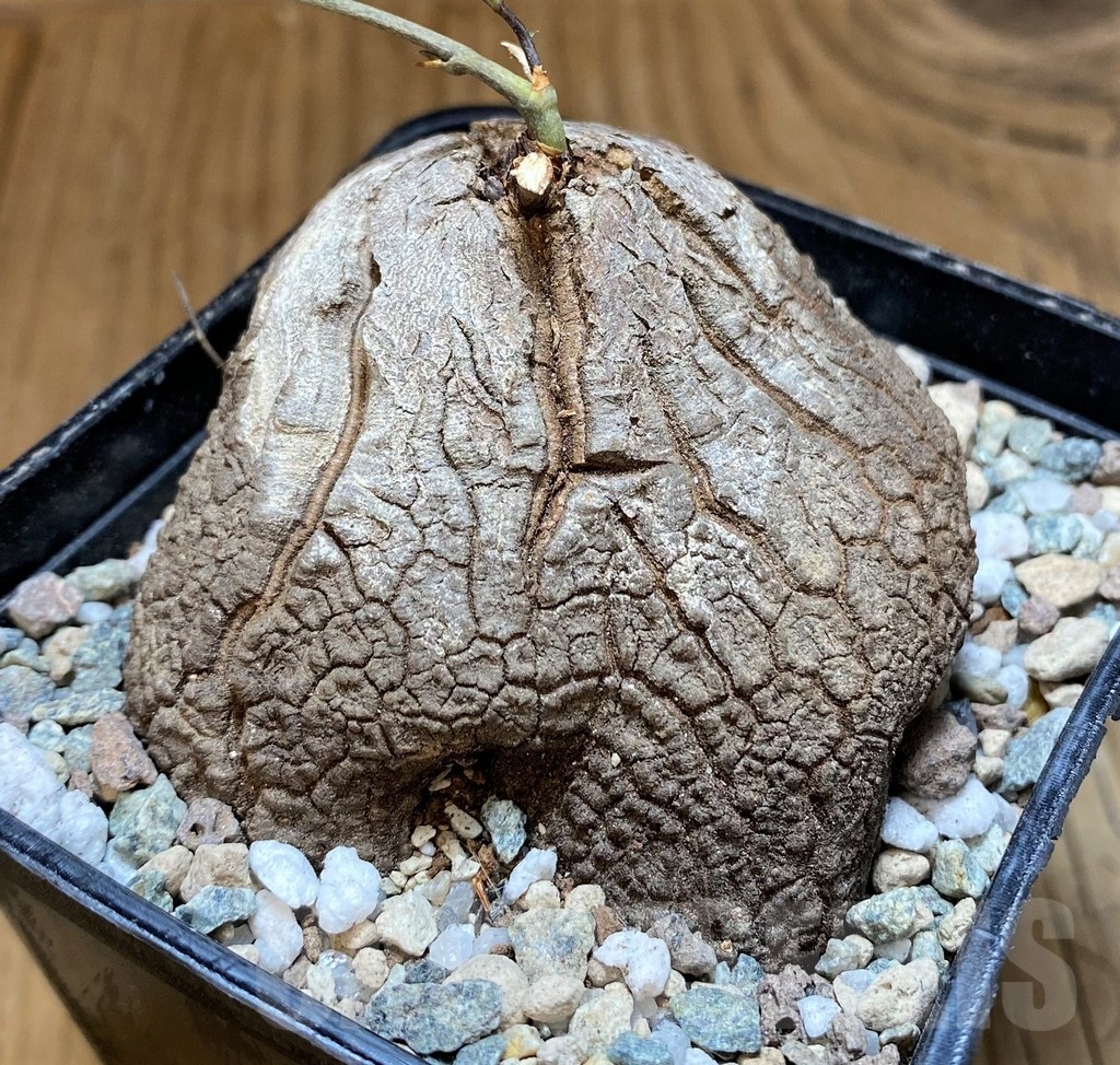 SH22163 Dioscorea sylvatica