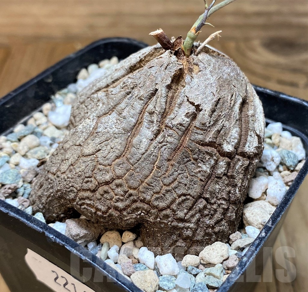 SH22163 Dioscorea sylvatica - Image 2