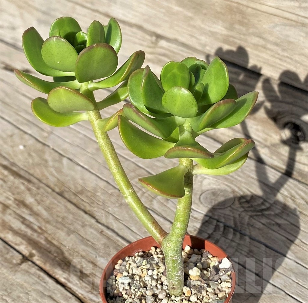 SH22107 Sedum dendroideum - Image 3