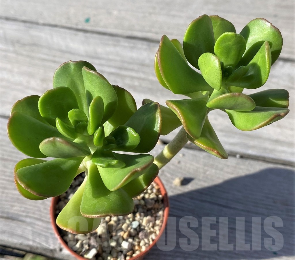 SH22107 Sedum dendroideum - Image 2