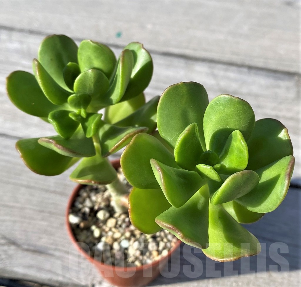 SH22107 Sedum dendroideum