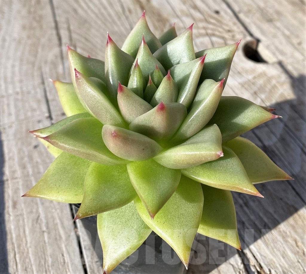 SH22108 Echeveria agavoides - Image 3