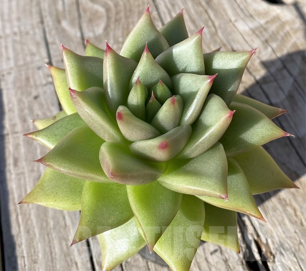 SH22108 Echeveria agavoides - Image 2