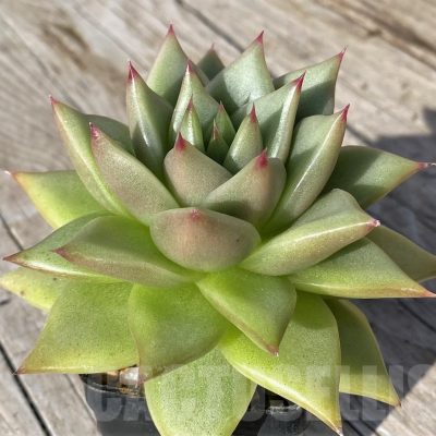 SH22108 Echeveria agavoides