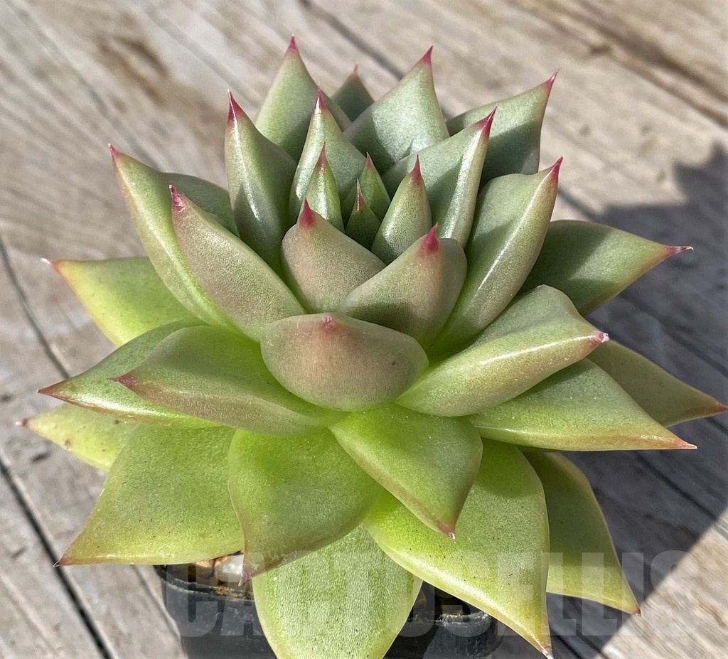 SH22108 Echeveria agavoides