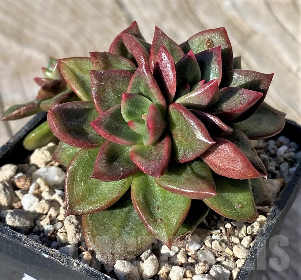 SH22109 Echeveria 'Chapote'