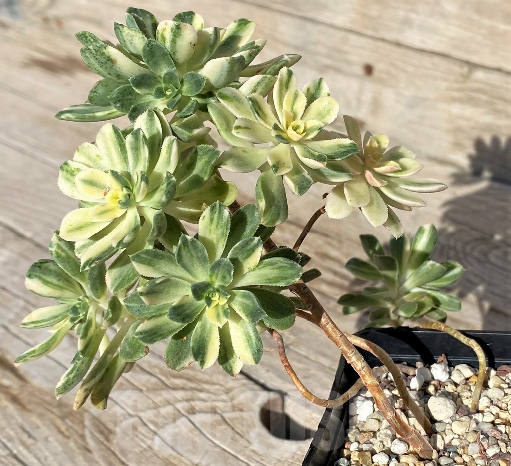 SH22101 Aeonium castello