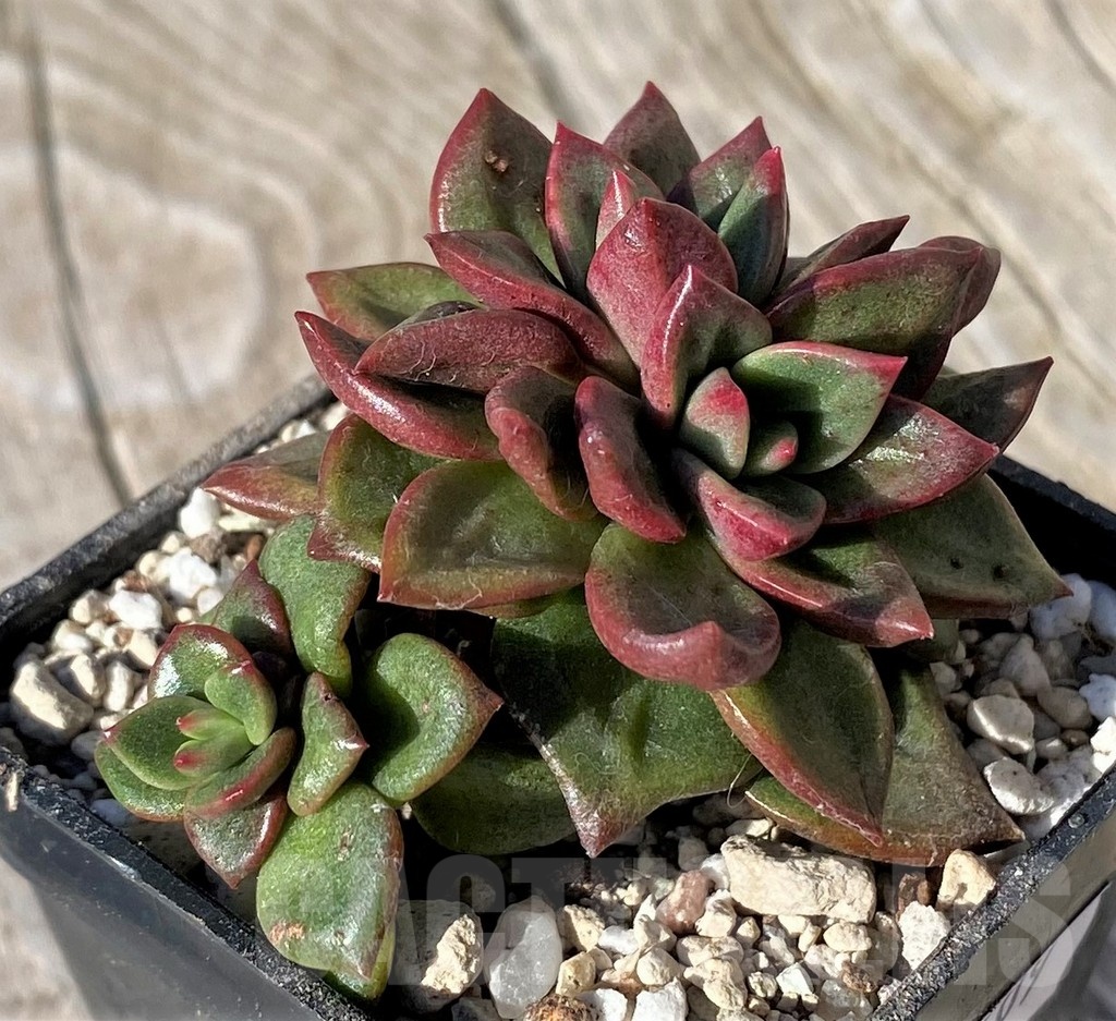 SH22109 Echeveria 'Chapote' - Image 2