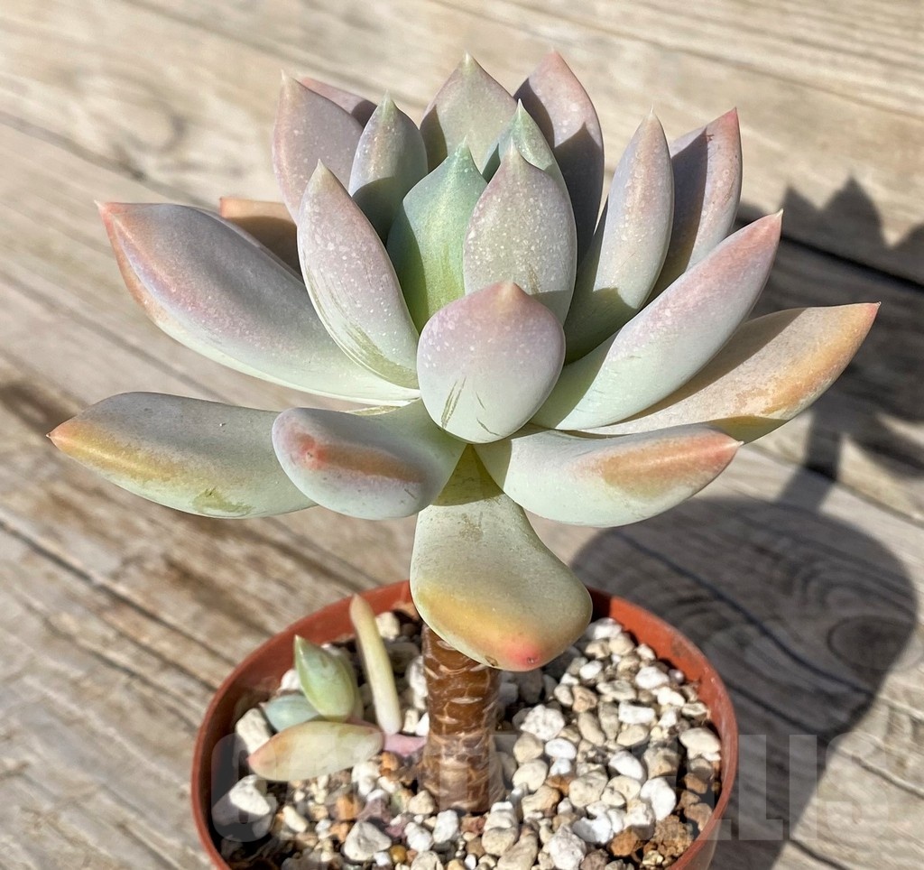 SH22111 Graptoveria ‘Opalina’
