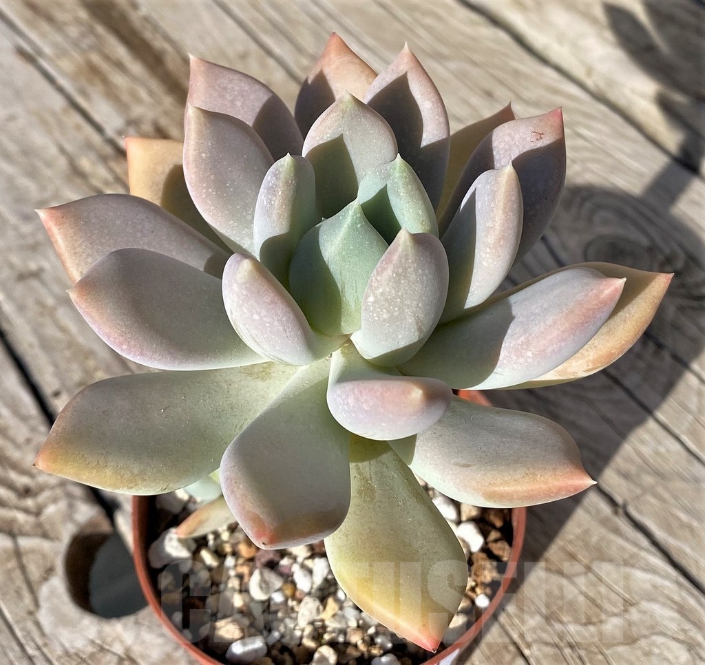 SH22111 Graptoveria ‘Opalina’ - Image 2