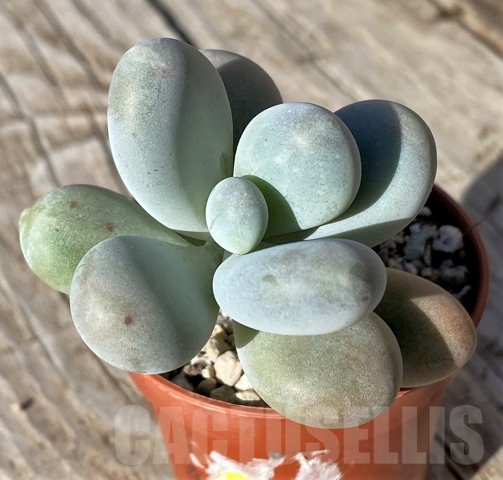 SH22112 Pachyphytum oviferum