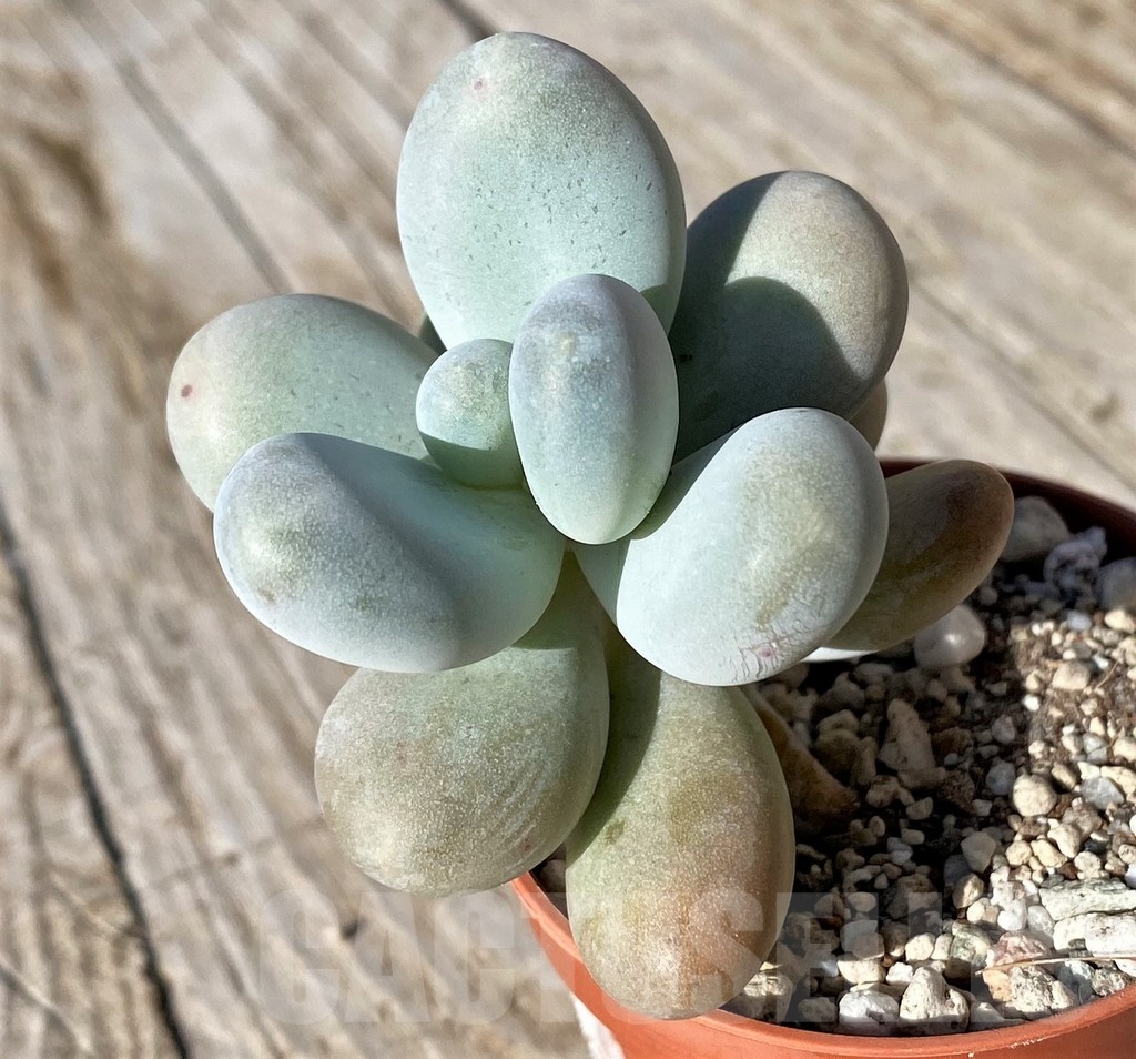 SH22112 Pachyphytum oviferum - Image 2