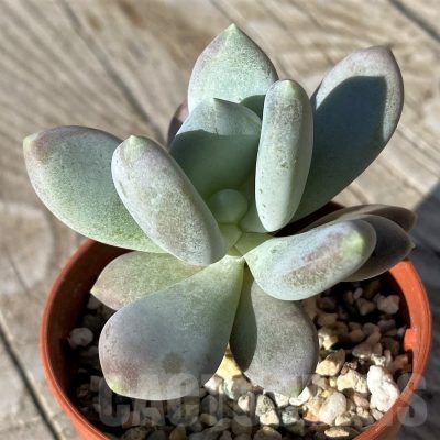 SH22115 Pachyphytum machucae