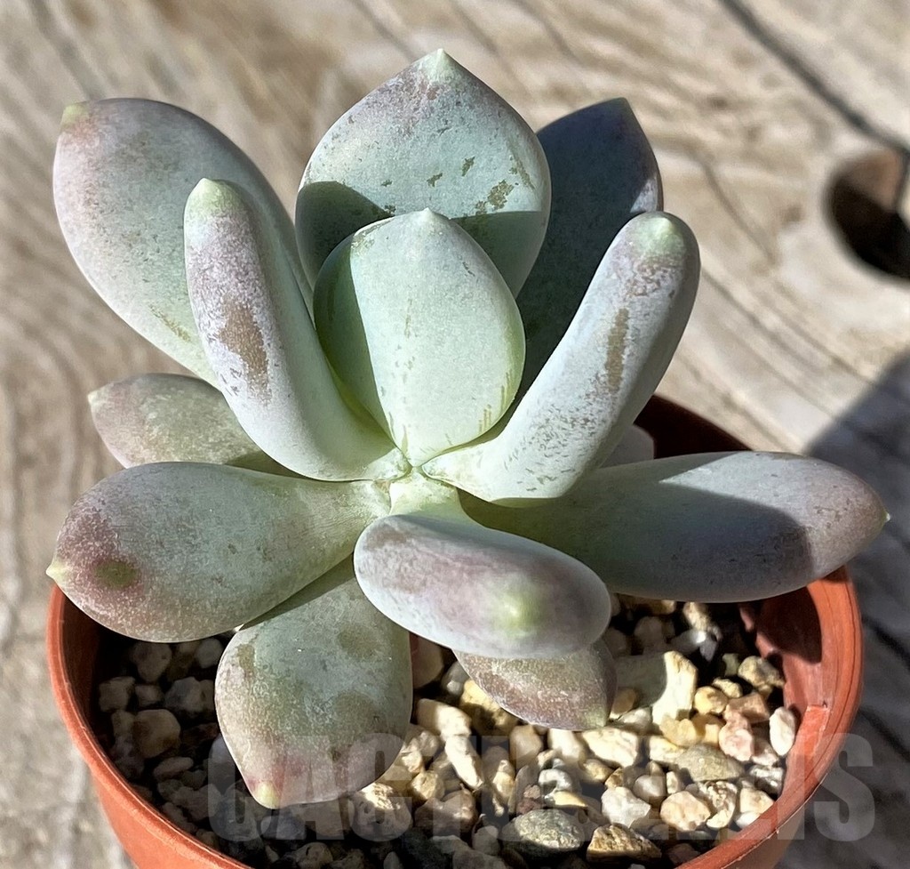 SH22115 Pachyphytum machucae - Image 2