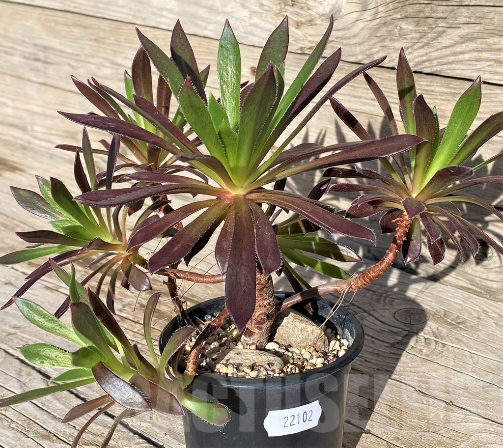 SH22102 Aeonium simsii x 'Zwartkop' - Image 3
