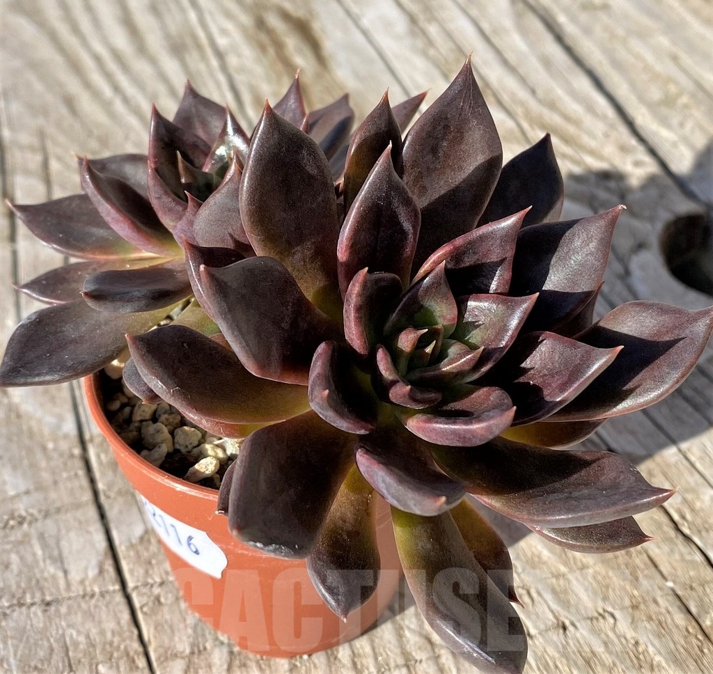 SH22116 Echeveria 'Black Prince'