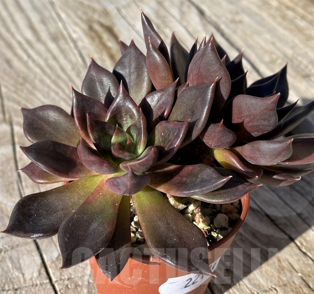 SH22116 Echeveria 'Black Prince' - Image 2